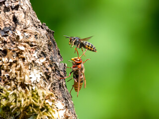 Hornisse (Vespa crabro) und Mittlere Wespe oder Kleine Hornisse (Dolichovespula media)