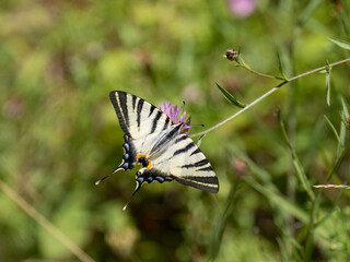 Segelfalter (Iphiclides podalirius) im Moseltal