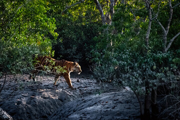 The majestic Royal Bengal Tiger strolling in the mangrove forest at Sundarban Tiger Reserve, West...