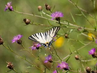 Segelfalter (Iphiclides podalirius) 
