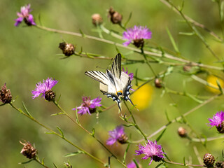 Segelfalter (Iphiclides podalirius) im Moseltal