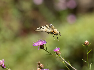 Segelfalter (Iphiclides podalirius) im Moseltal