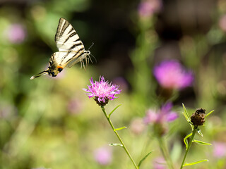 Segelfalter (Iphiclides podalirius) im Moseltal
