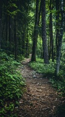 Obraz premium Forest Path.