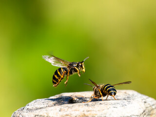 Mittlere Wespe oder Kleine Hornisse (Dolichovespula media)