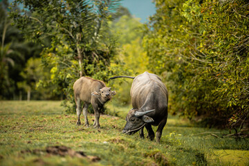 buffalo in the grass