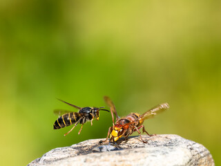 Hornisse (Vespa crabro) und Mittlere Wespe oder Kleine Hornisse (Dolichovespula media)