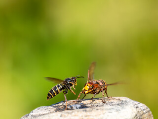 Hornisse (Vespa crabro) und Mittlere Wespe oder Kleine Hornisse (Dolichovespula media)