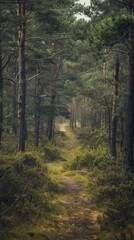 Obraz premium Mystical Forest Path.