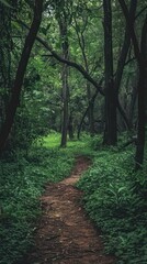 Fototapeta premium Winding Forest Path.