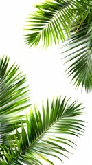 Fototapeta premium Aerial View of Tropical Palm Leaves on a White Background with Copy Space for Creative Design Applications