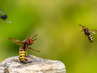 Hornisse (Vespa crabro) und Mittlere Wespe oder Kleine Hornisse (Dolichovespula media)