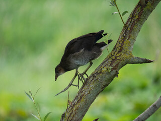 Teichhuhn (Gallinula chloropus)