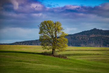 a lonely tree in the middle of a spring field