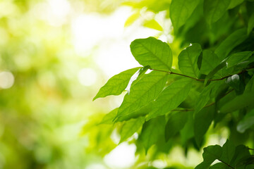 Sunlit green leaves with a soft, blurred background.