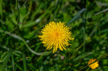 A close-up of a yellow wildflower in a field of green grass, with a blurred and out-of-focus background.
