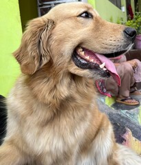 golden retriever dog