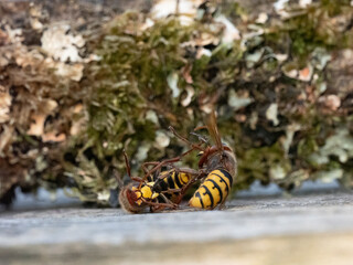 Hornisse (Vespa crabro) Arbeiterinnen kämpfen auf Leben und Tod