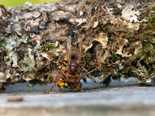 Hornisse (Vespa crabro) Arbeiterinnen kämpfen auf Leben und Tod