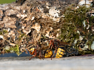 Hornisse (Vespa crabro) Arbeiterinnen kämpfen auf Leben und Tod