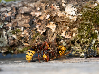 Hornisse (Vespa crabro) Arbeiterinnen kämpfen auf Leben und Tod