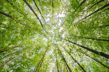 Gazing Upward Into the Lush Green Trees Within a Flourishing and Verdant Forest Environment