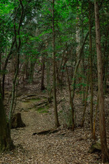 Obraz premium footpath in the woods