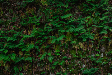 green moss on the wall