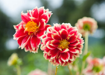 Macro image of dahlia flower in fresh blossom in the garden. Selective focus with smooth bokeh background.