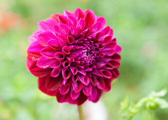 Macro image of dahlia flower in fresh blossom in the garden. Selective focus with smooth bokeh background.