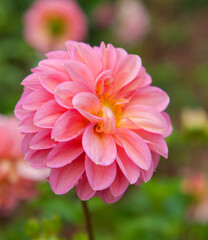 Macro image of dahlia flower in fresh blossom in the garden. Beautiful with smooth bokeh background.
