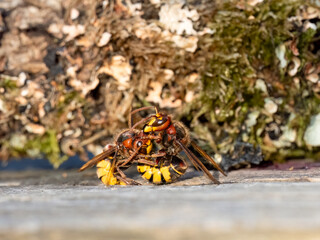 Hornisse (Vespa crabro) Arbeiterinnen kämpfen auf Leben und Tod