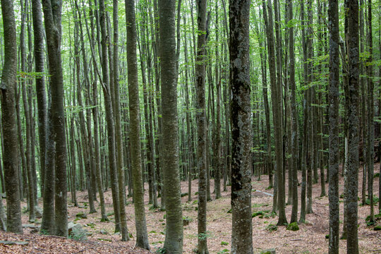 woods and forests of the frignano park fir trees and beech trees