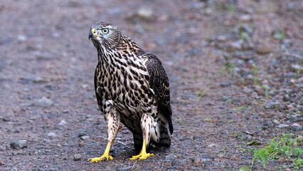 red tailed hawk buteo