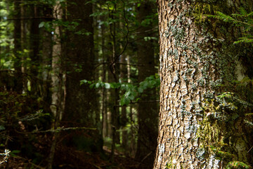fir forests of the Apennines Fanano in the Apennines