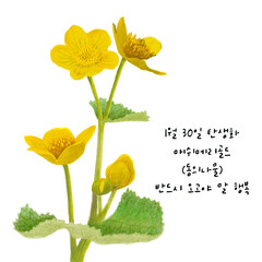 1월 30일 탄생화  매쉬메리롤드