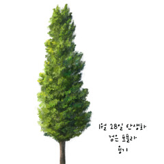 1월 28일 탄생화  포플라