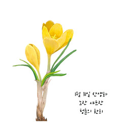 1월 31일 탄생화  노란샤프란