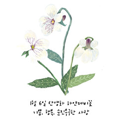 1월6일탄생화 하얀제비꽃
