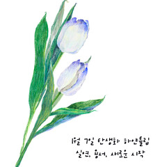 1월7일탄생화 하얀튤립
