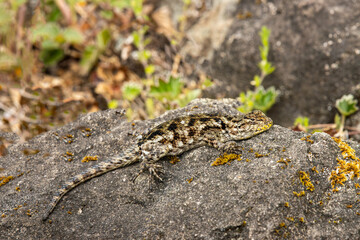 Emerald swift ( Sceloporus malachiticus), on a rock in Monteverde, Costa Rica
