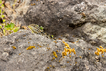 emerald spiny lizard( Sceloporus malachiticus), camouflaged on a rock in Monteverde, Costa Rica