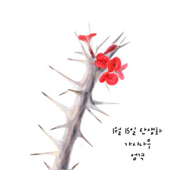  1월15일탄생화 가시나무