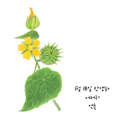 1월18일탄생화 어저귀