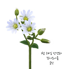 1월 25일 탄생화  점나도나물