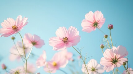 Fototapeta premium Pink Cosmos Flowers Against a Blue Sky
