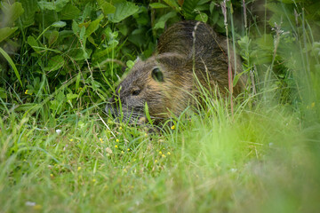 view on a nice coypu in nature