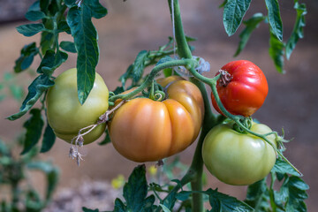 tomates