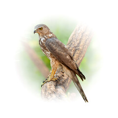 Shikra perching on a stone looking into a distance