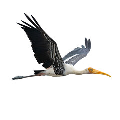 Painted stork in flight isolated on white background